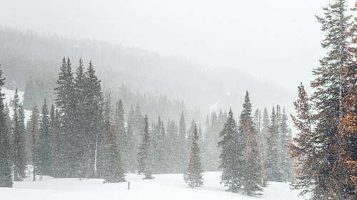 beehive basin snow covered tree big sky